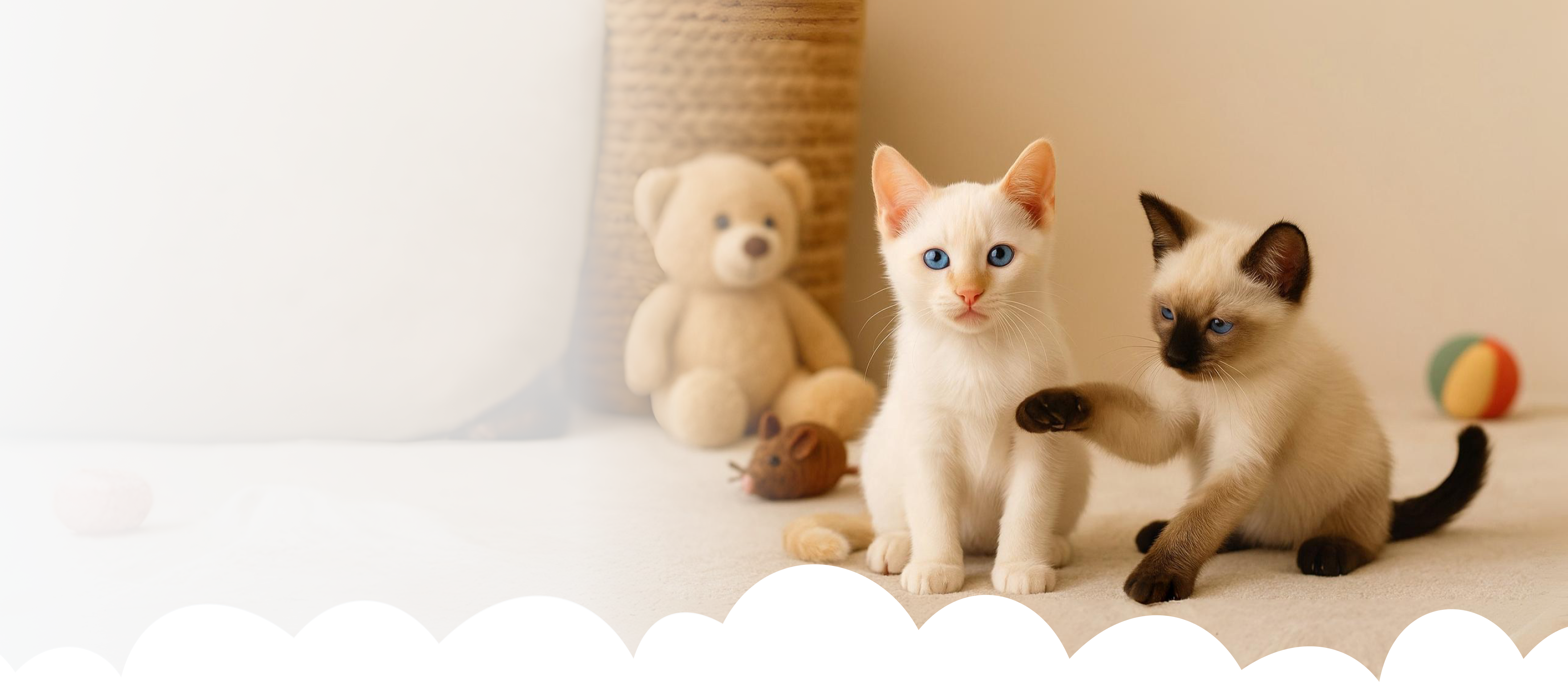 Gatos do abrigo Amigatos da Milkinha