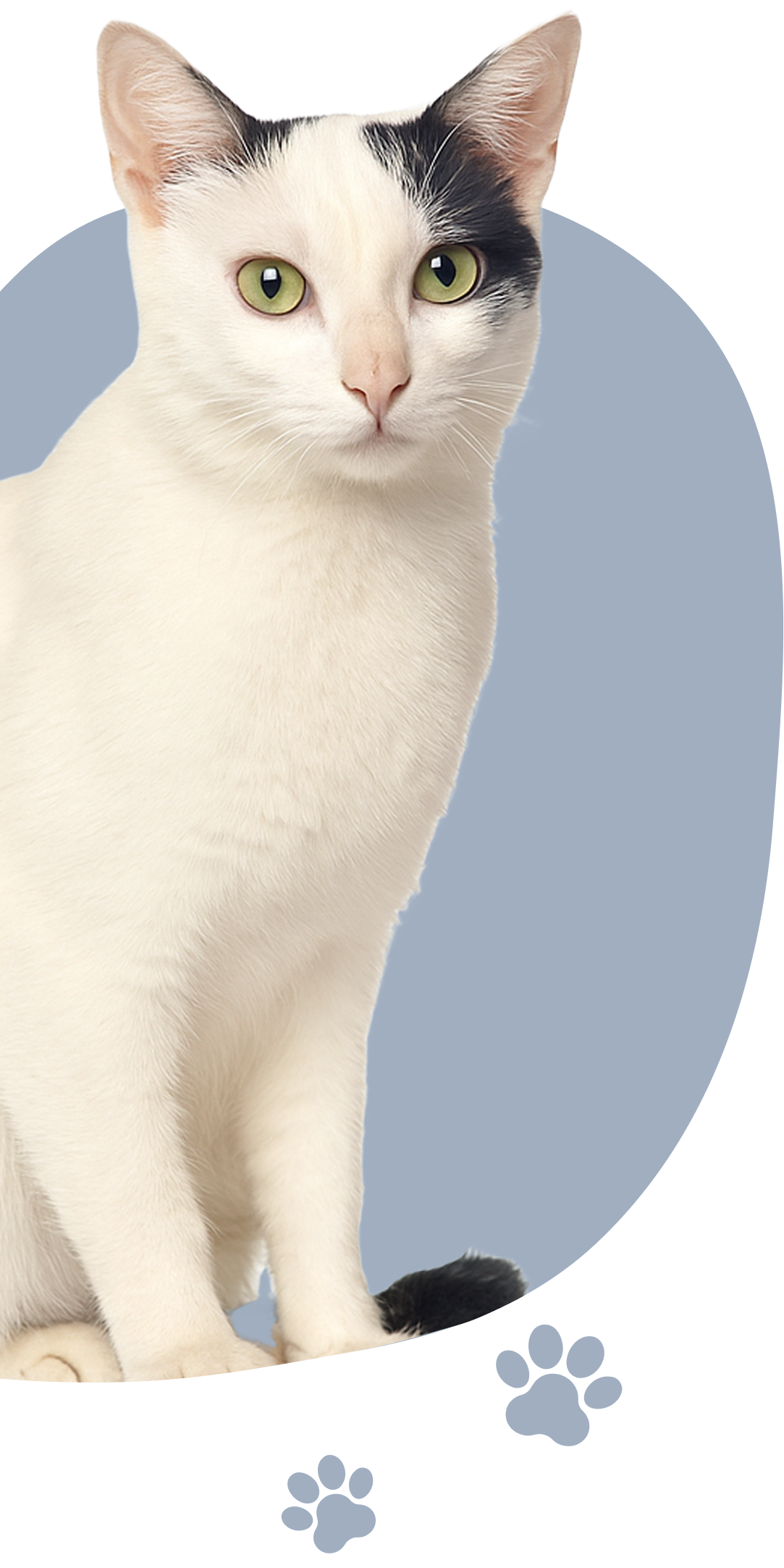Gato para adoção 1