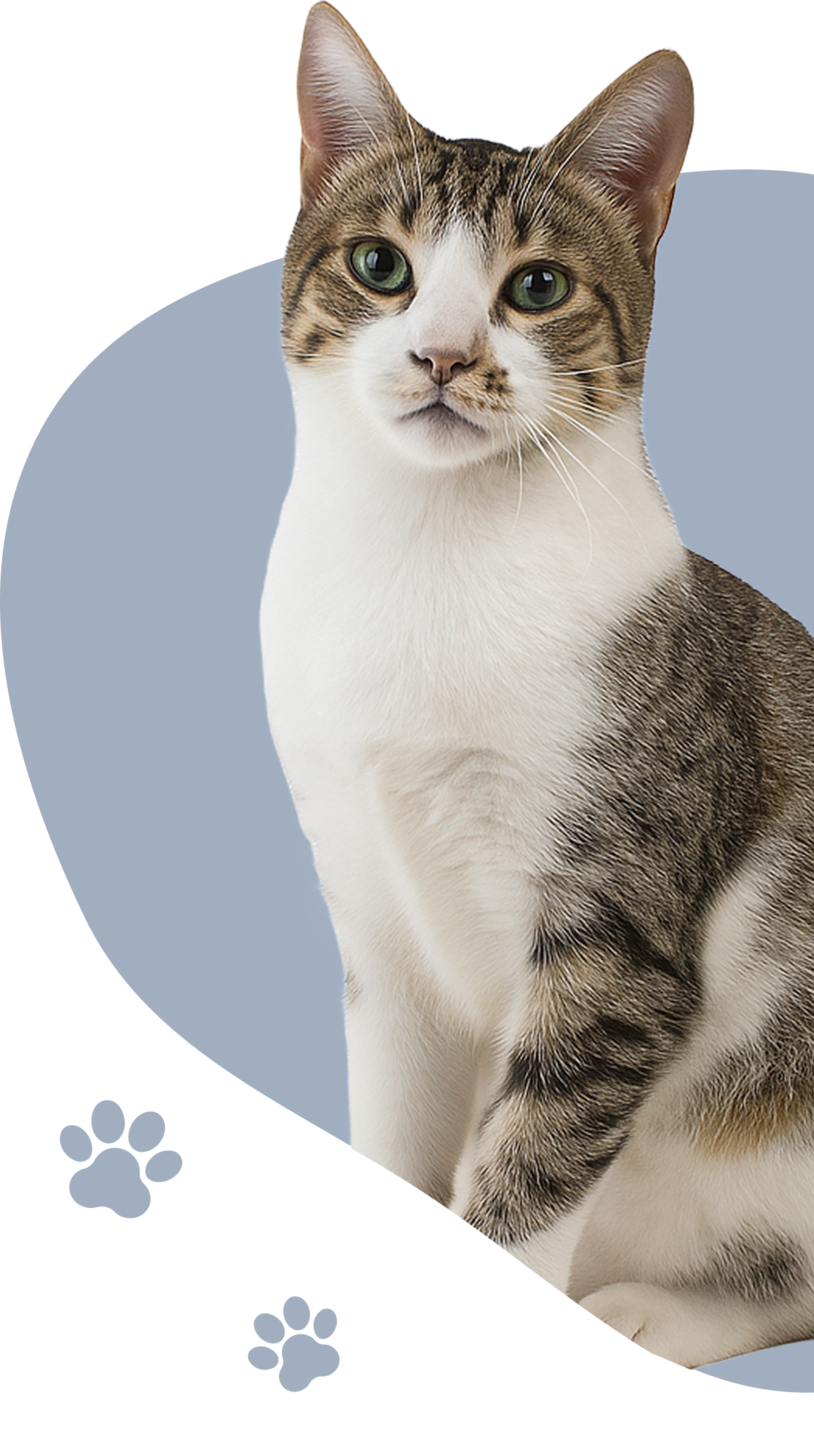 Gato para adoção 2