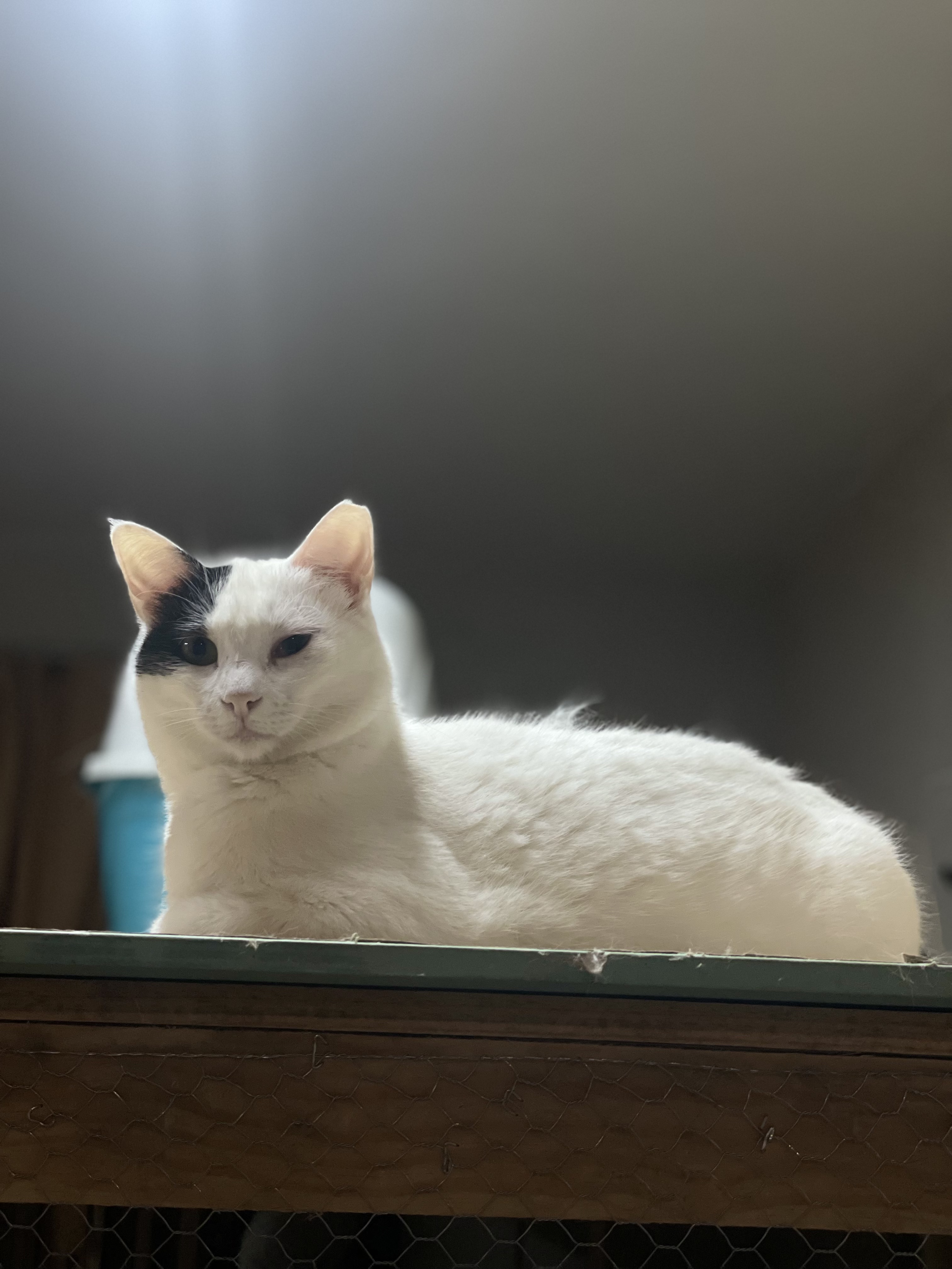 Bowie