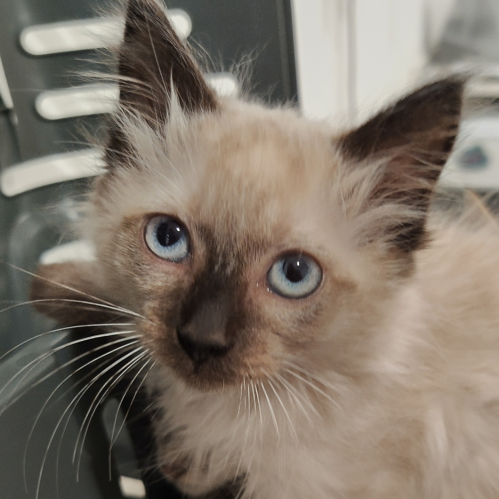 Mocha