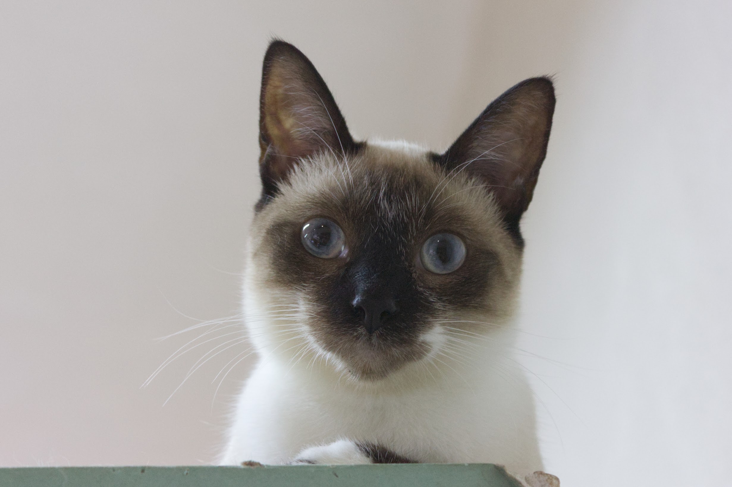Pipa